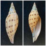Image of Scaphella dubia (Broderip 1827)