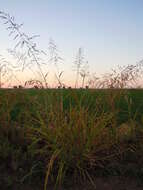 Image of Johnson grass