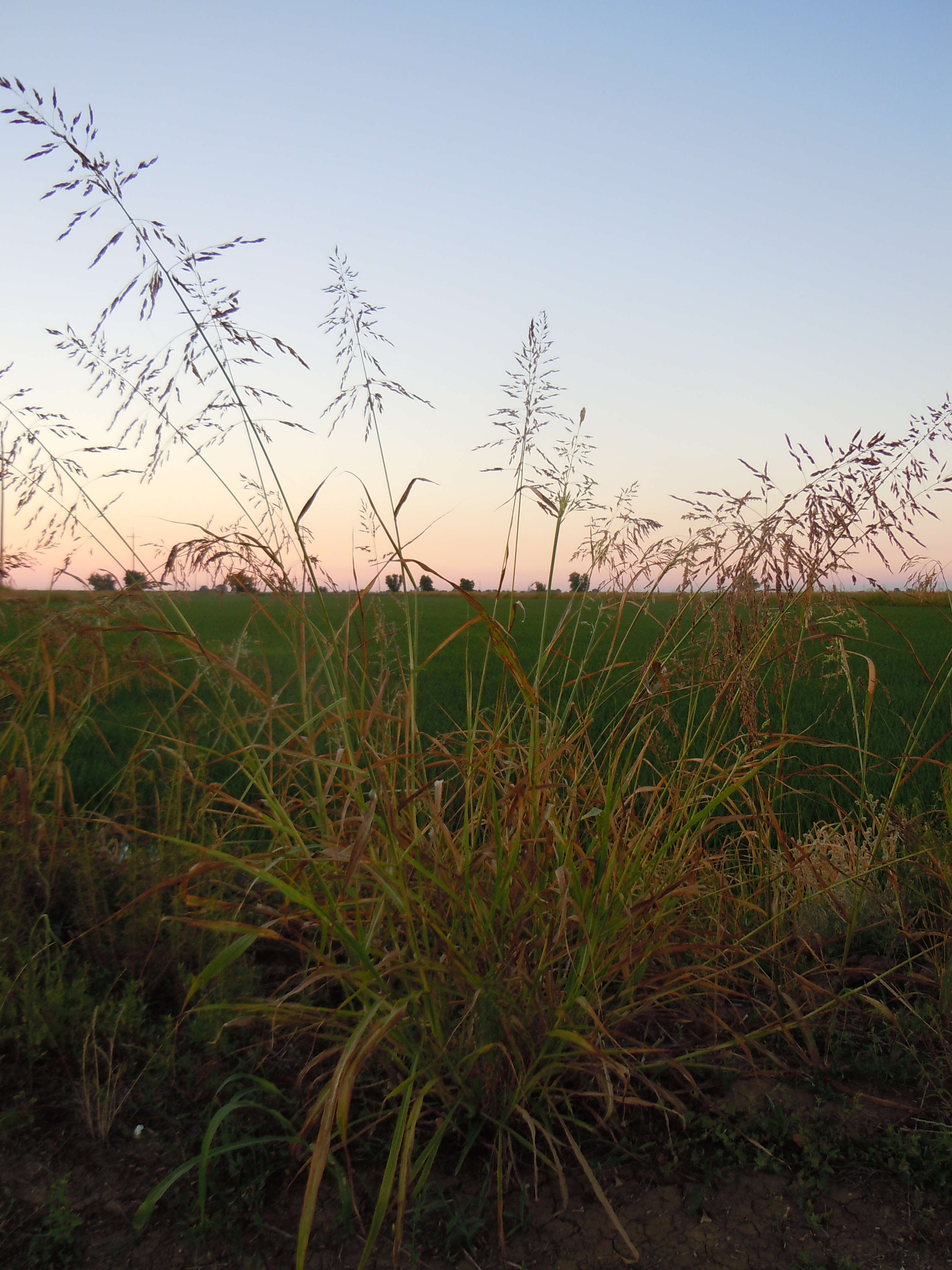 Image of Johnson grass