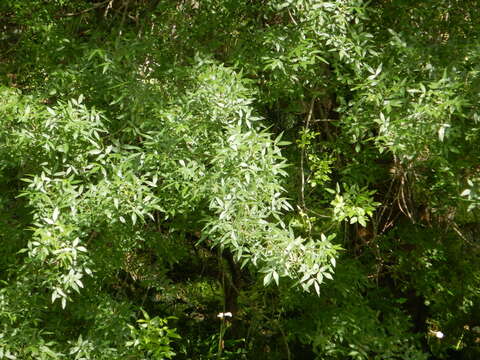 Image of Narrow-leafed Ash