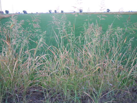 Image of Johnson grass