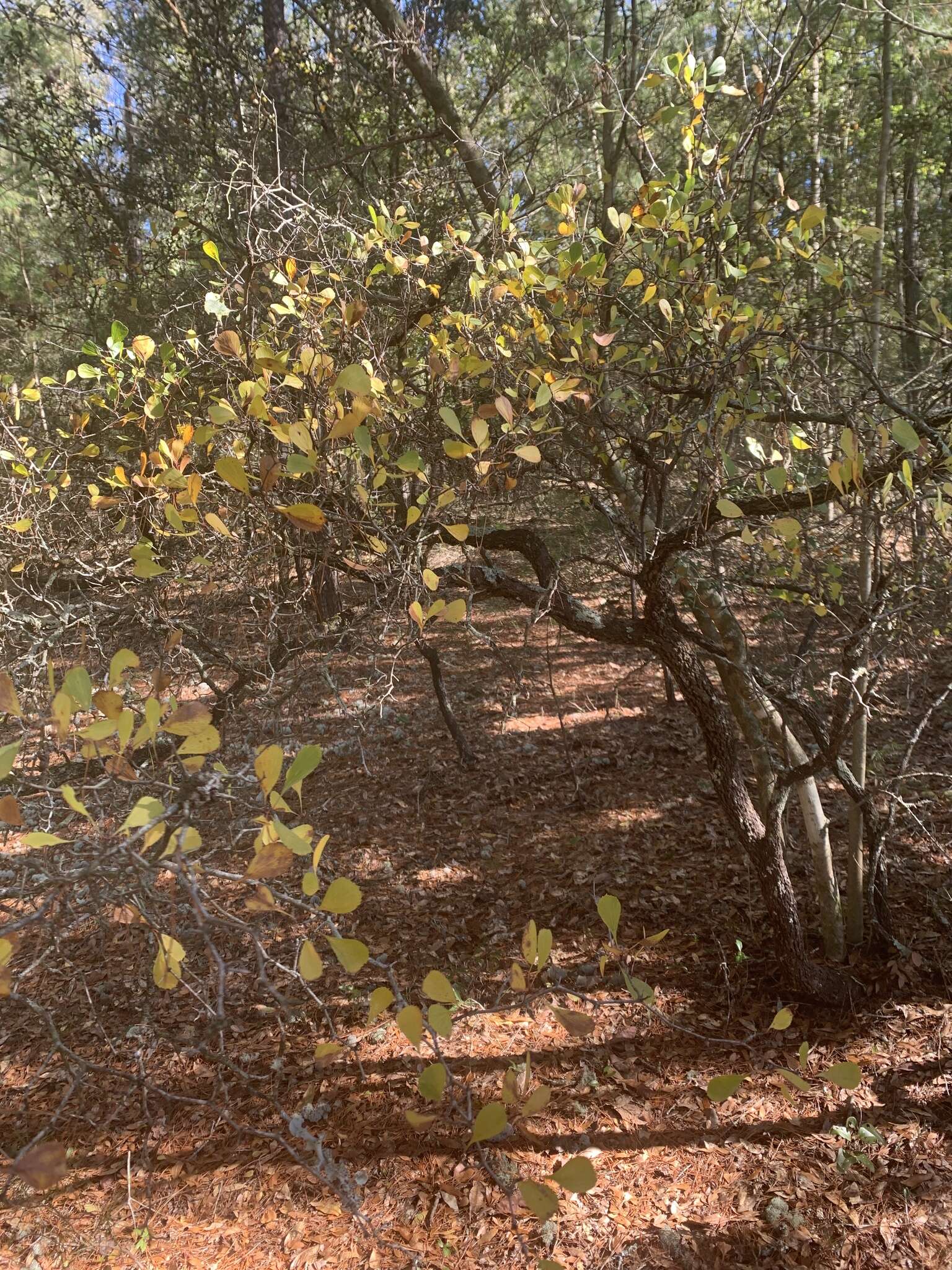 Sivun Crataegus lacrimata Small kuva