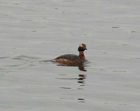 Image of Horned Grebe