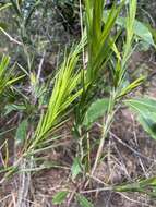 Image of Styphelia longifolia R. Br.