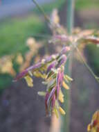 Image of Johnson grass