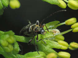 Imagem de Grammoptera ruficornis (Fabricius 1781)