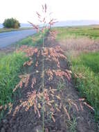 Image of Johnson grass