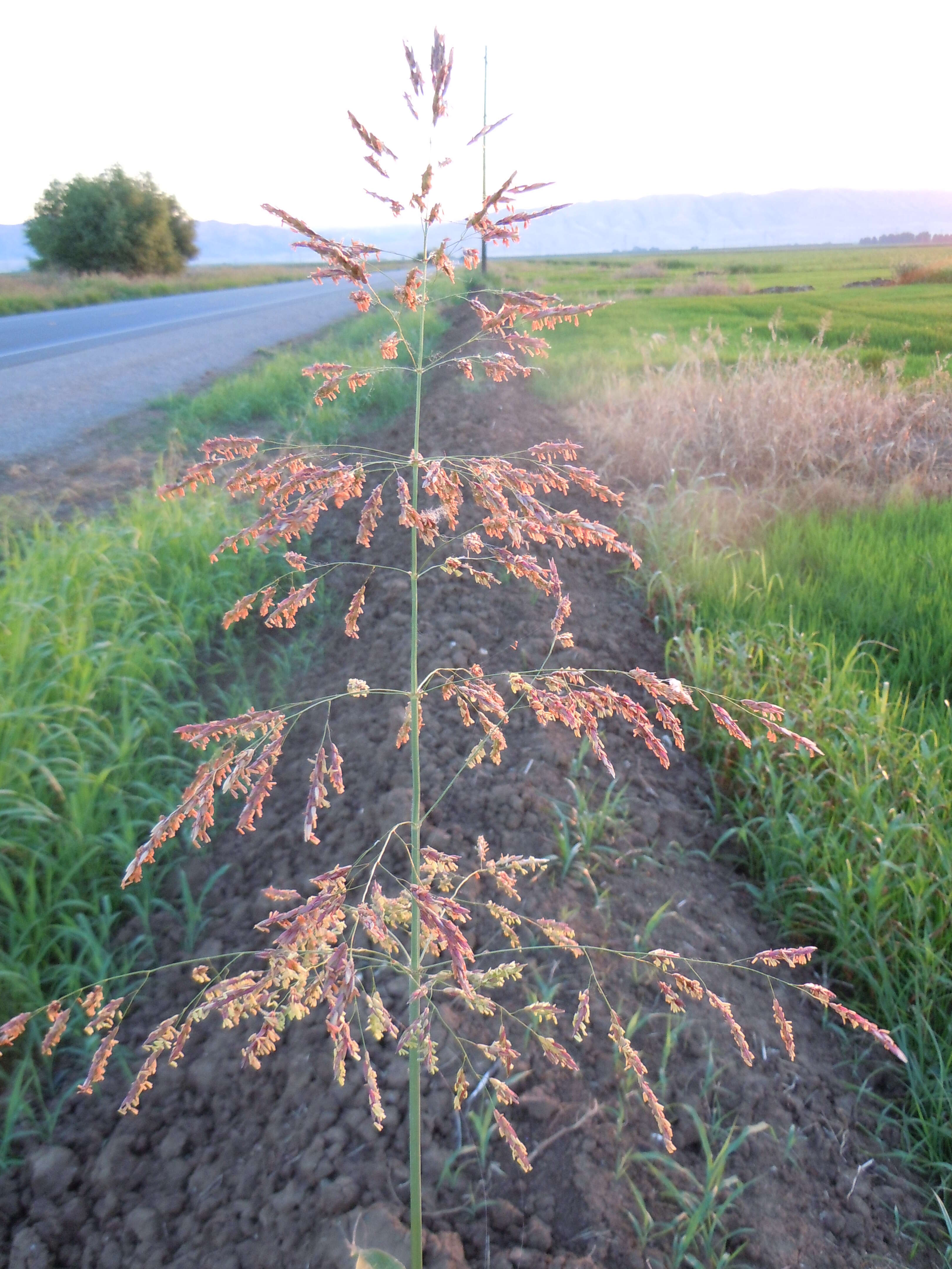 Image of Johnson grass