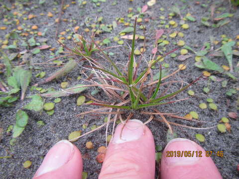 Image of Juncus caespiticius E. Mey.