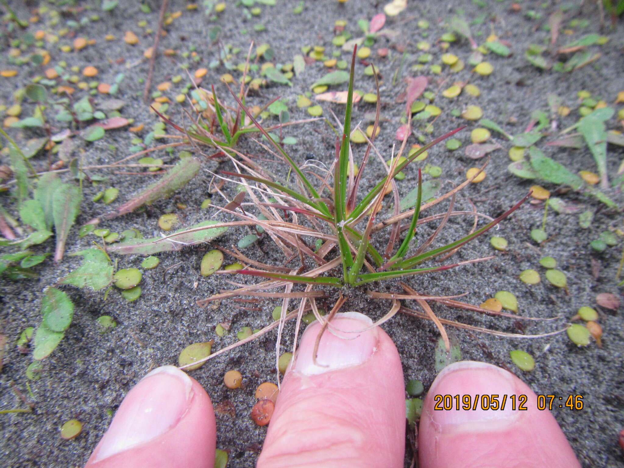 Imagem de Juncus caespiticius E. Mey.