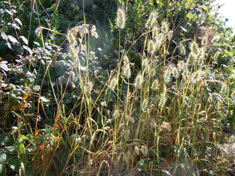 Image of Bristly dogstail grass