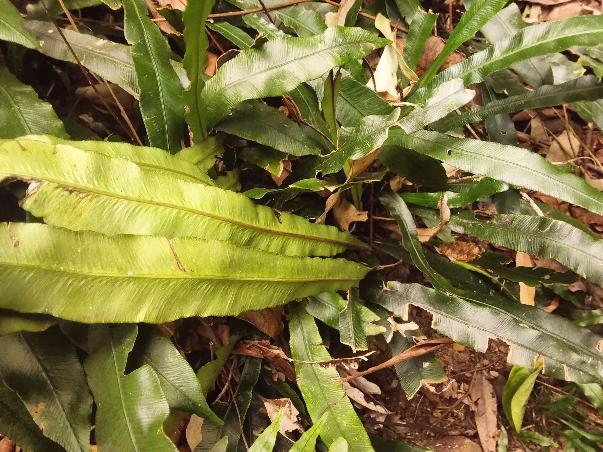 Austroblechnum patersonii (R. Br.) Gasper & V. A. O. Dittrich的圖片