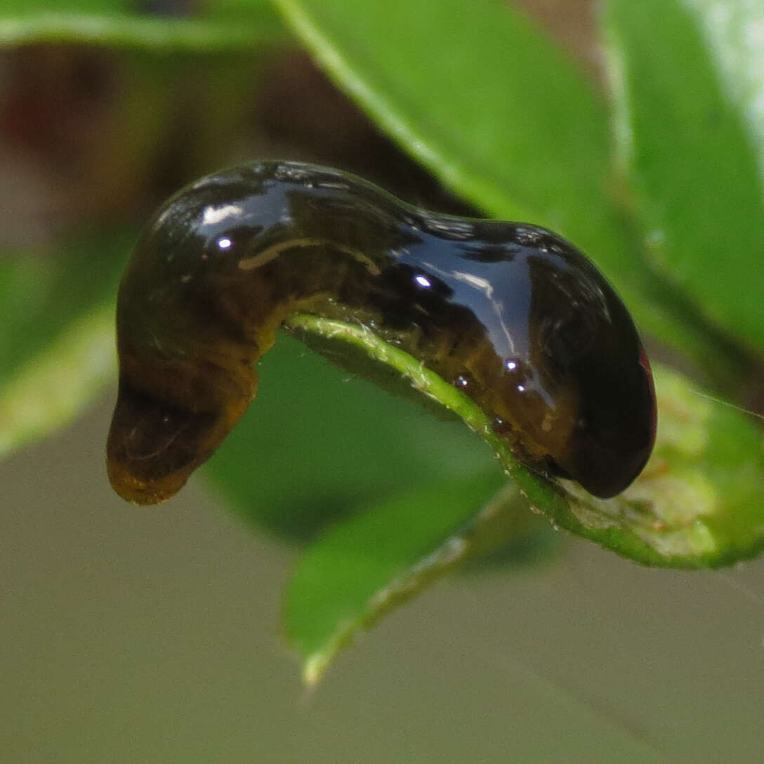 Image of Cherry slug