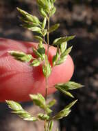 Image de Poa fendleriana (Steud.) Vasey