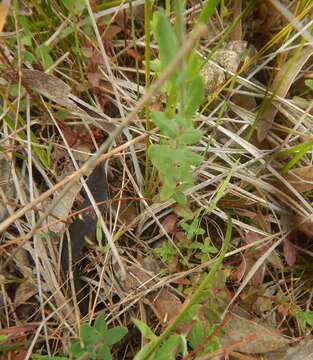 Image of grassy St. Johnswort