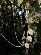 Plancia ëd <i>Peperomia pseudohirta</i>