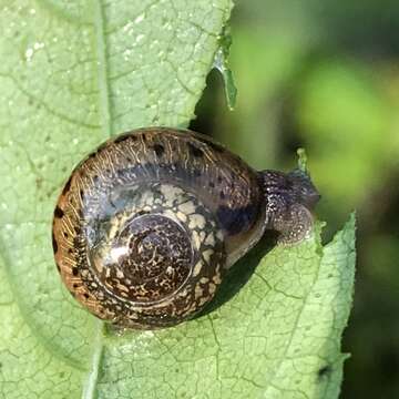 Image of <i>Neohelix albolabris</i>