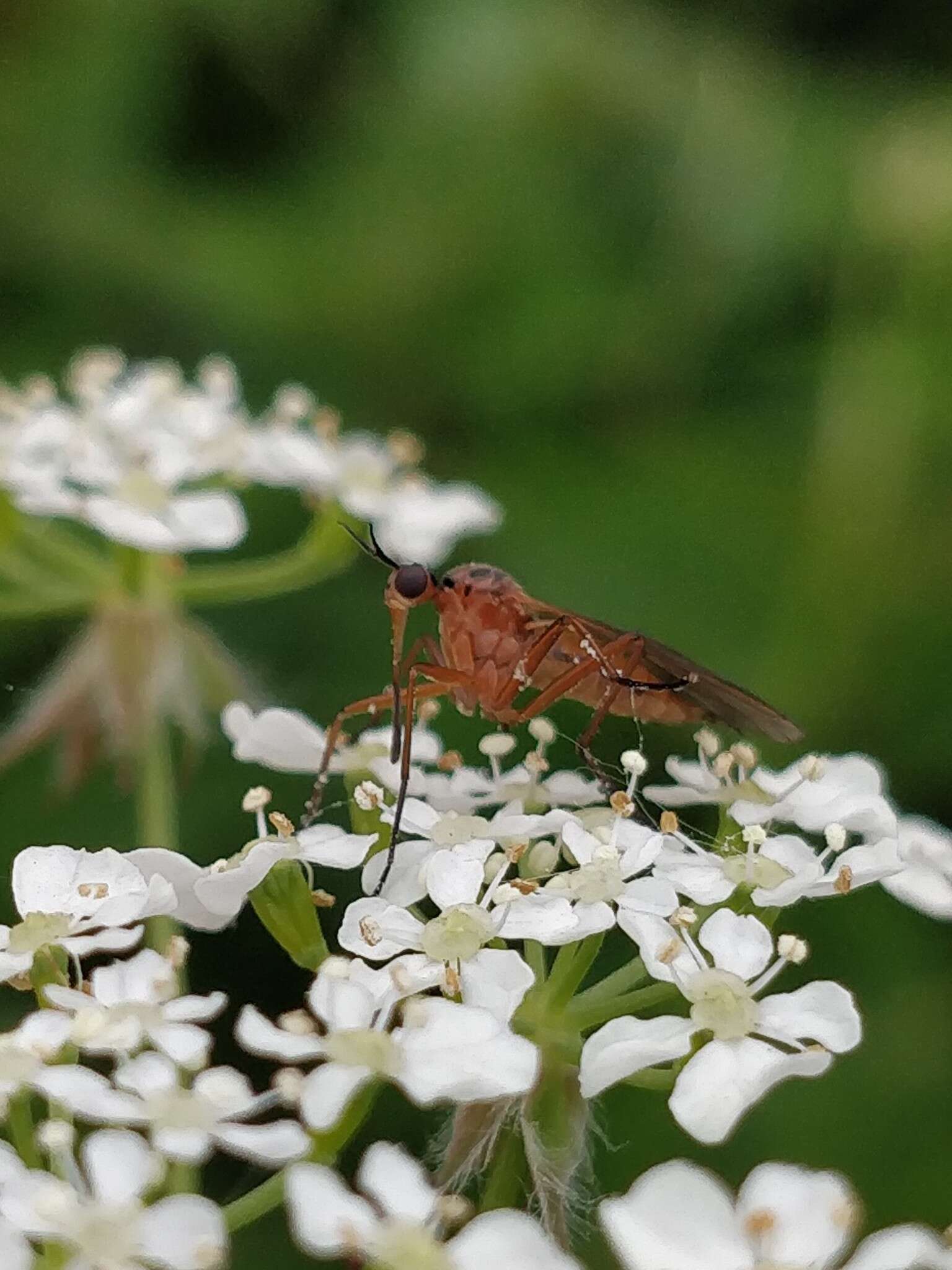 Image of Empis trigramma Wiedemann 1822