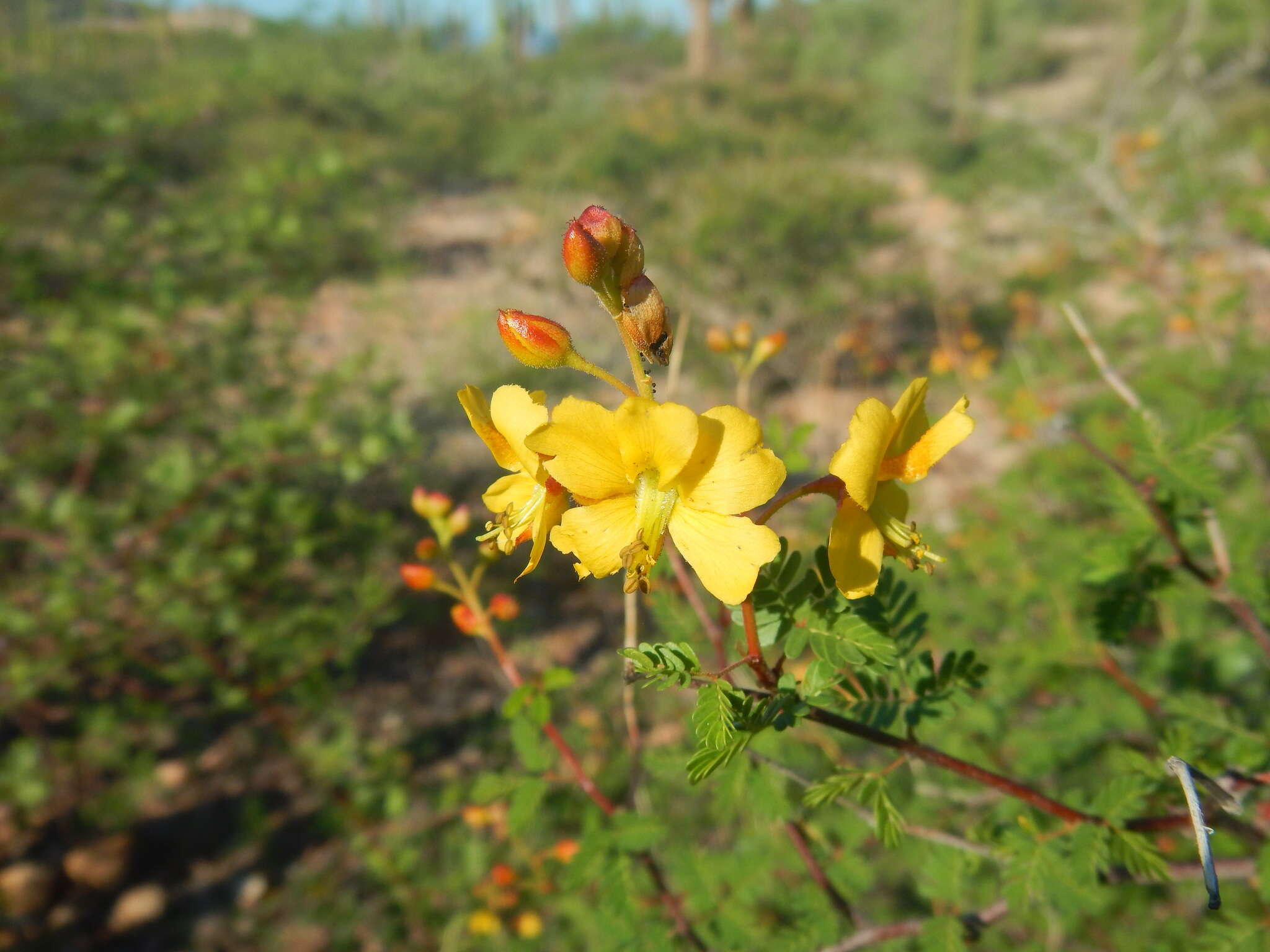 Image of <i>Erythrostemon placidus</i>