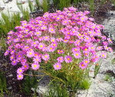 Image of Senecio arenarius Thunb.