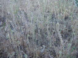 Image of barbed goatgrass