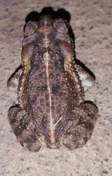 Image of Southern Round-gland Toad