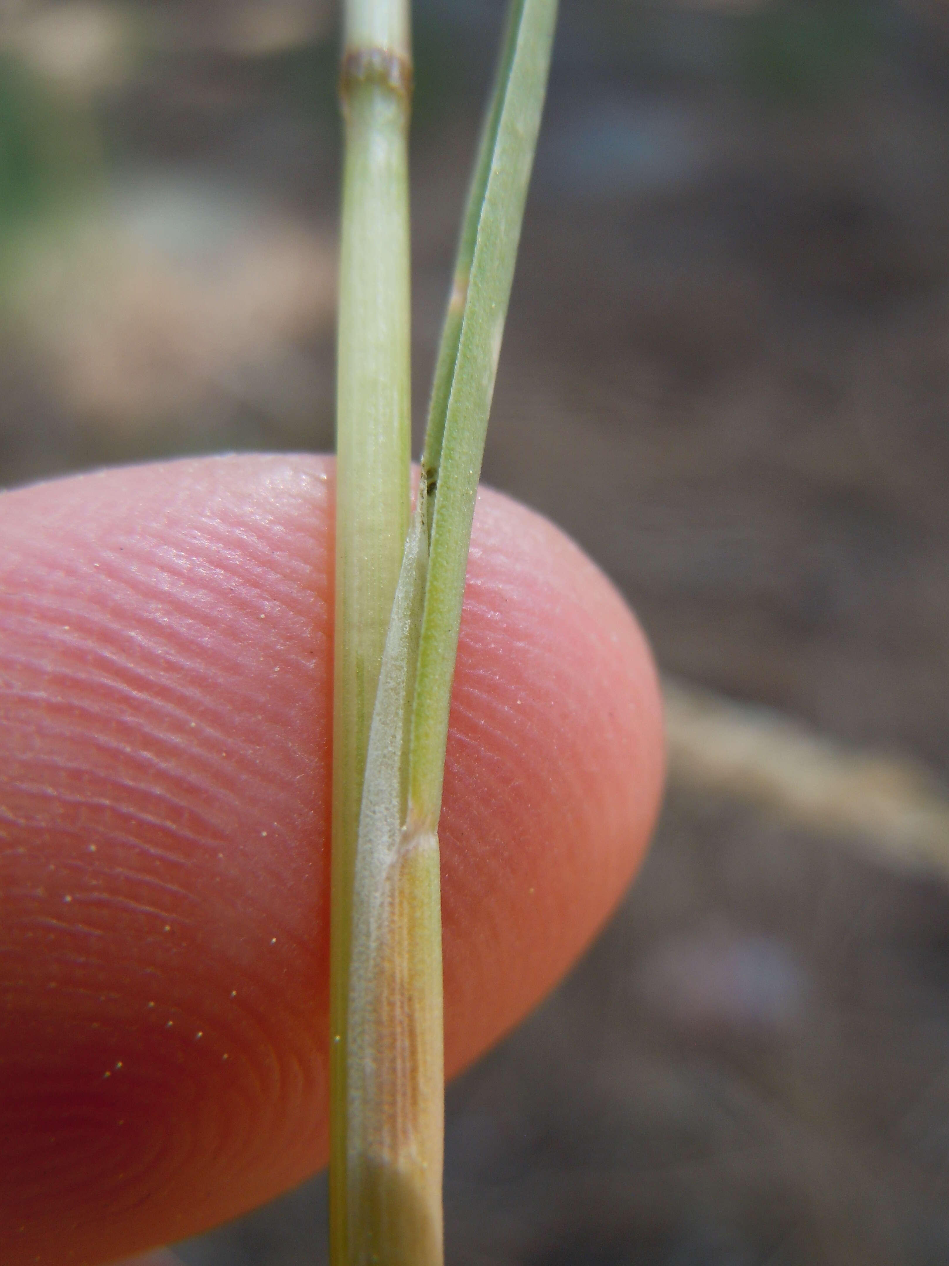 Image de Poa fendleriana (Steud.) Vasey