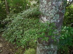 Image of Nothofagus solandri (Hook. fil.) Oerst.