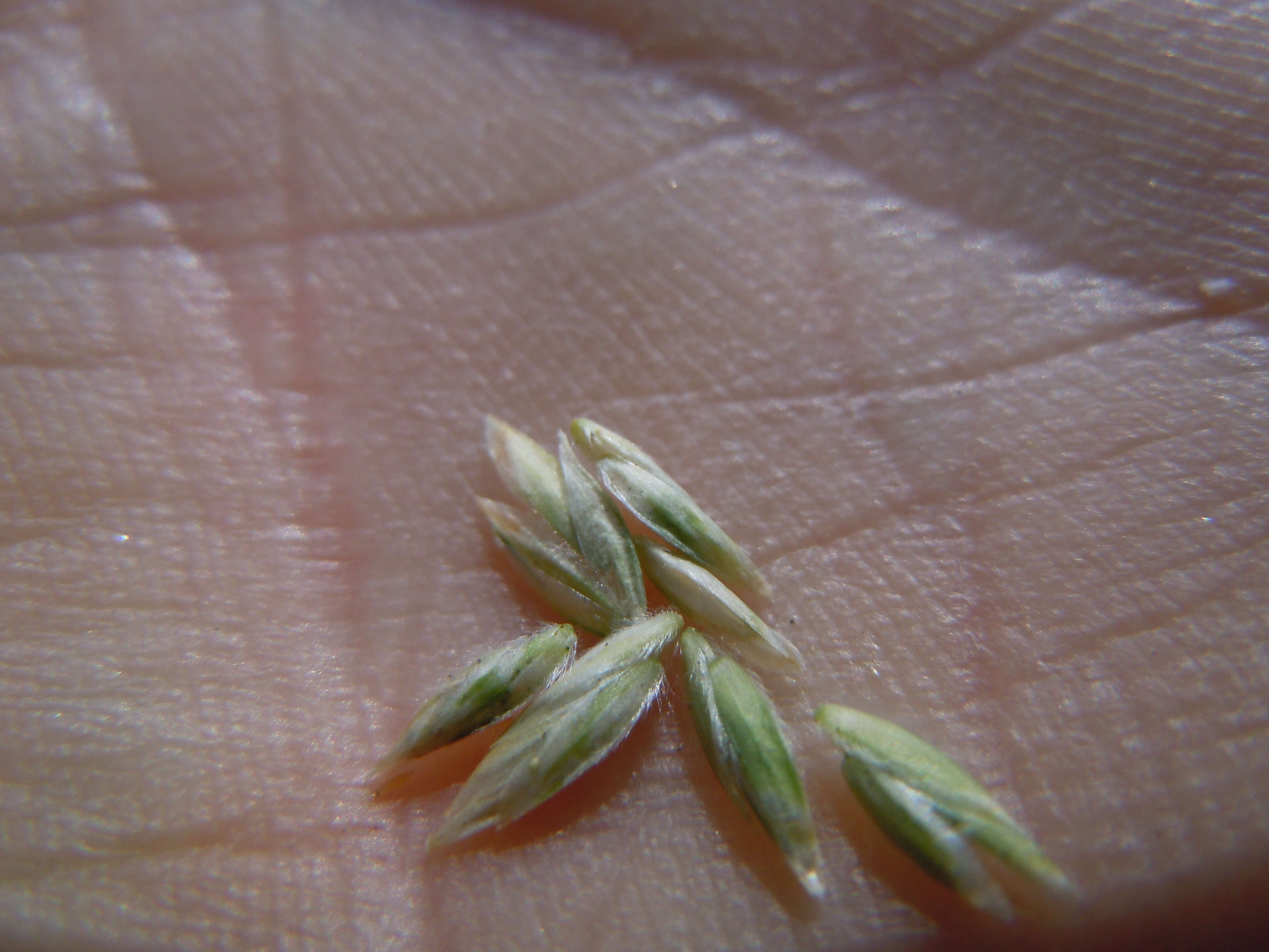 Image de Poa fendleriana (Steud.) Vasey