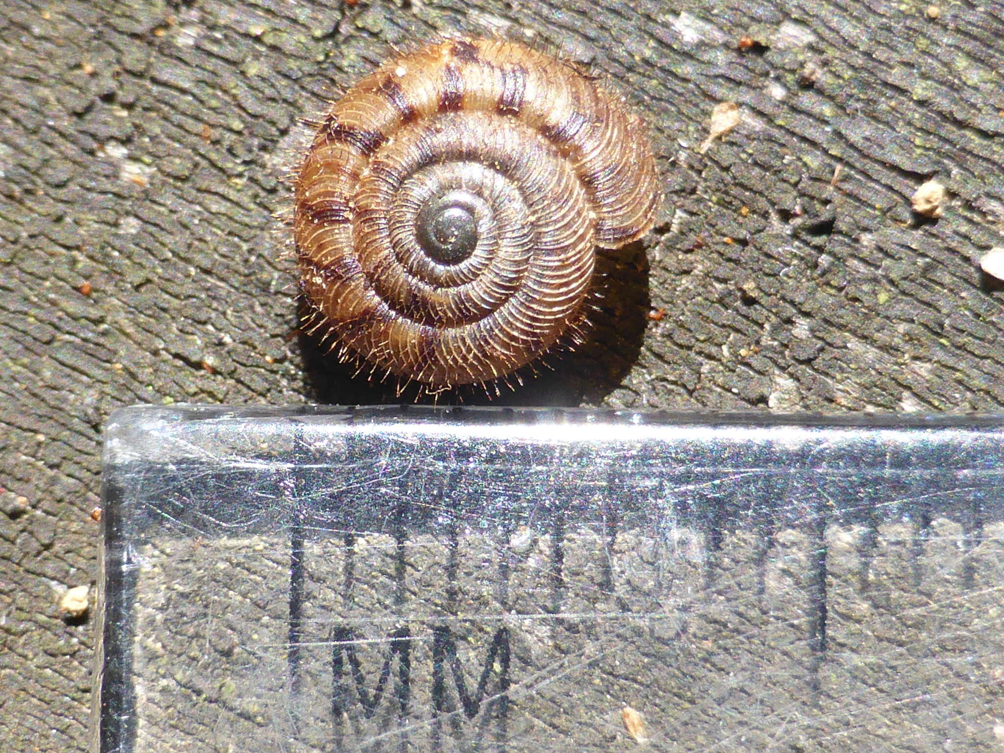 Image of Neophenacohelix ziczac