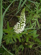 Lysimachia barystachys Bunge resmi