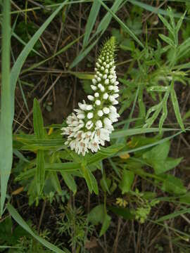 Lysimachia barystachys Bunge resmi