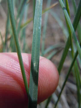 Image de Poa fendleriana (Steud.) Vasey