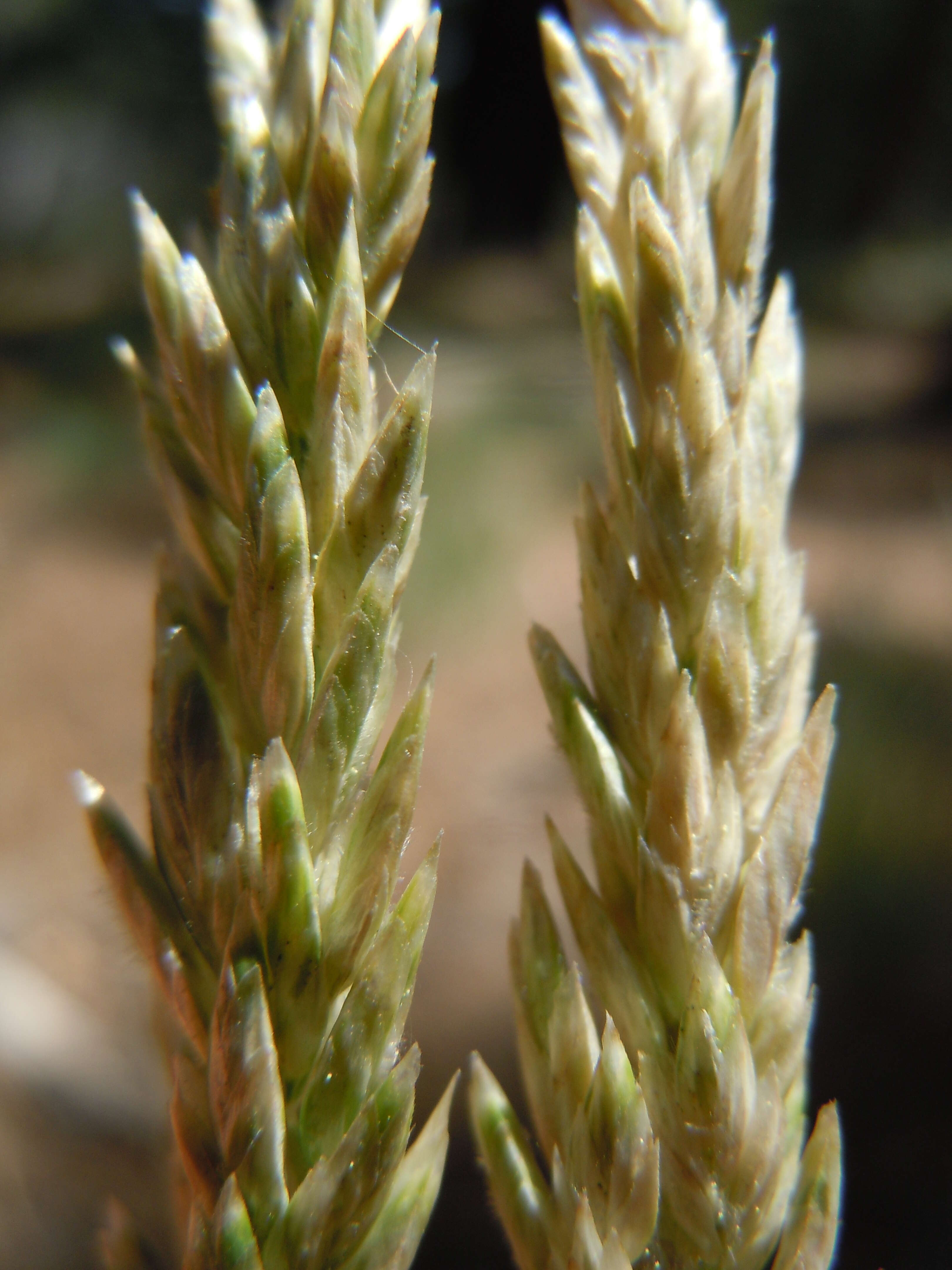 Image de Poa fendleriana (Steud.) Vasey