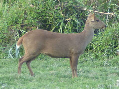 Image of Hog Deer