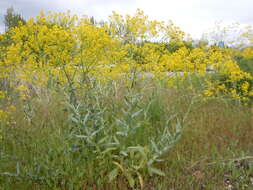 Image of woad