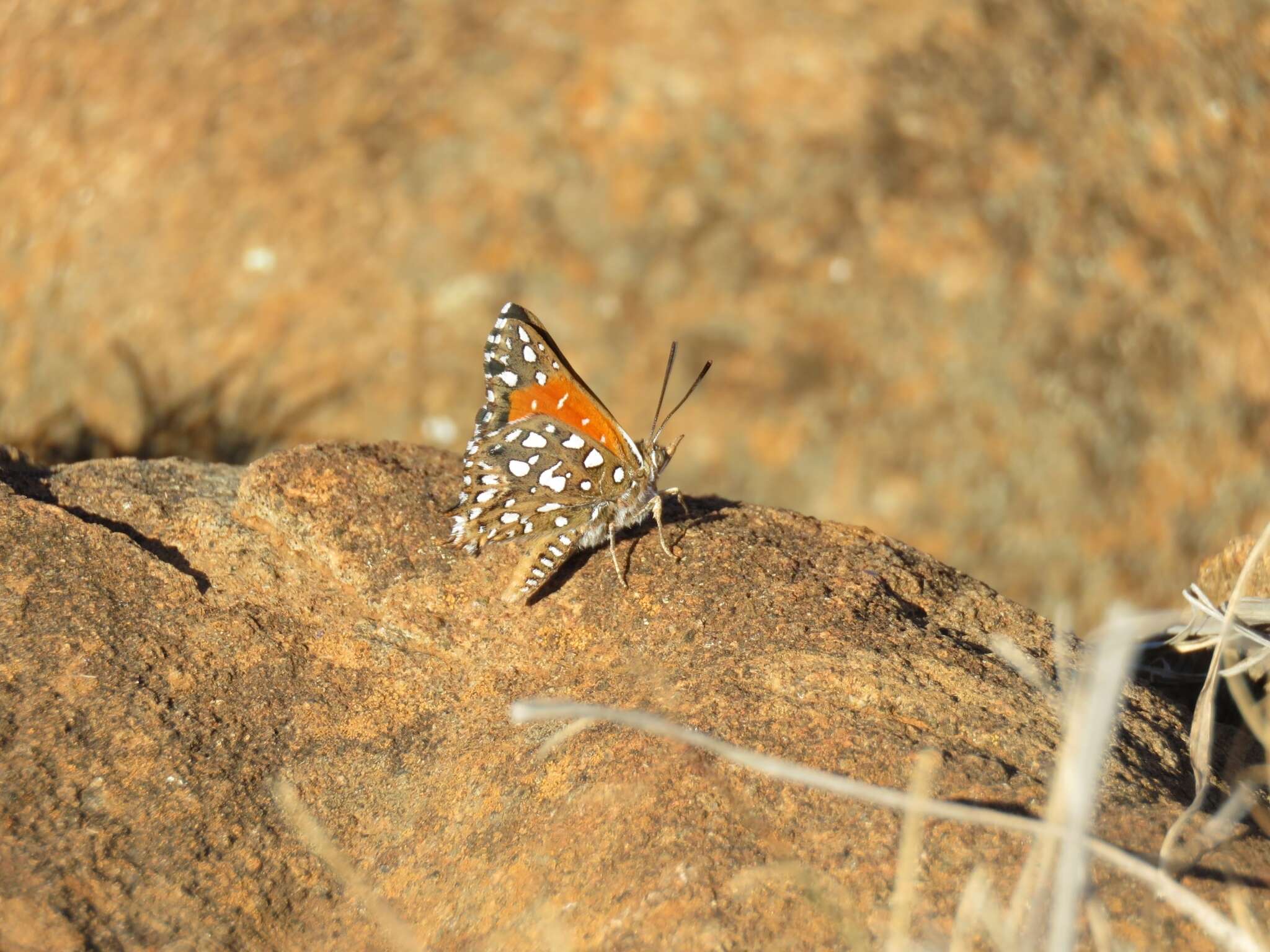 Sivun Argyraspodes argyraspis (Trimen 1873) kuva