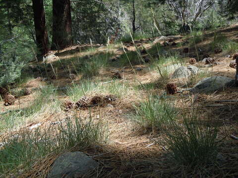 Image of curl-leaf mountain mahogany