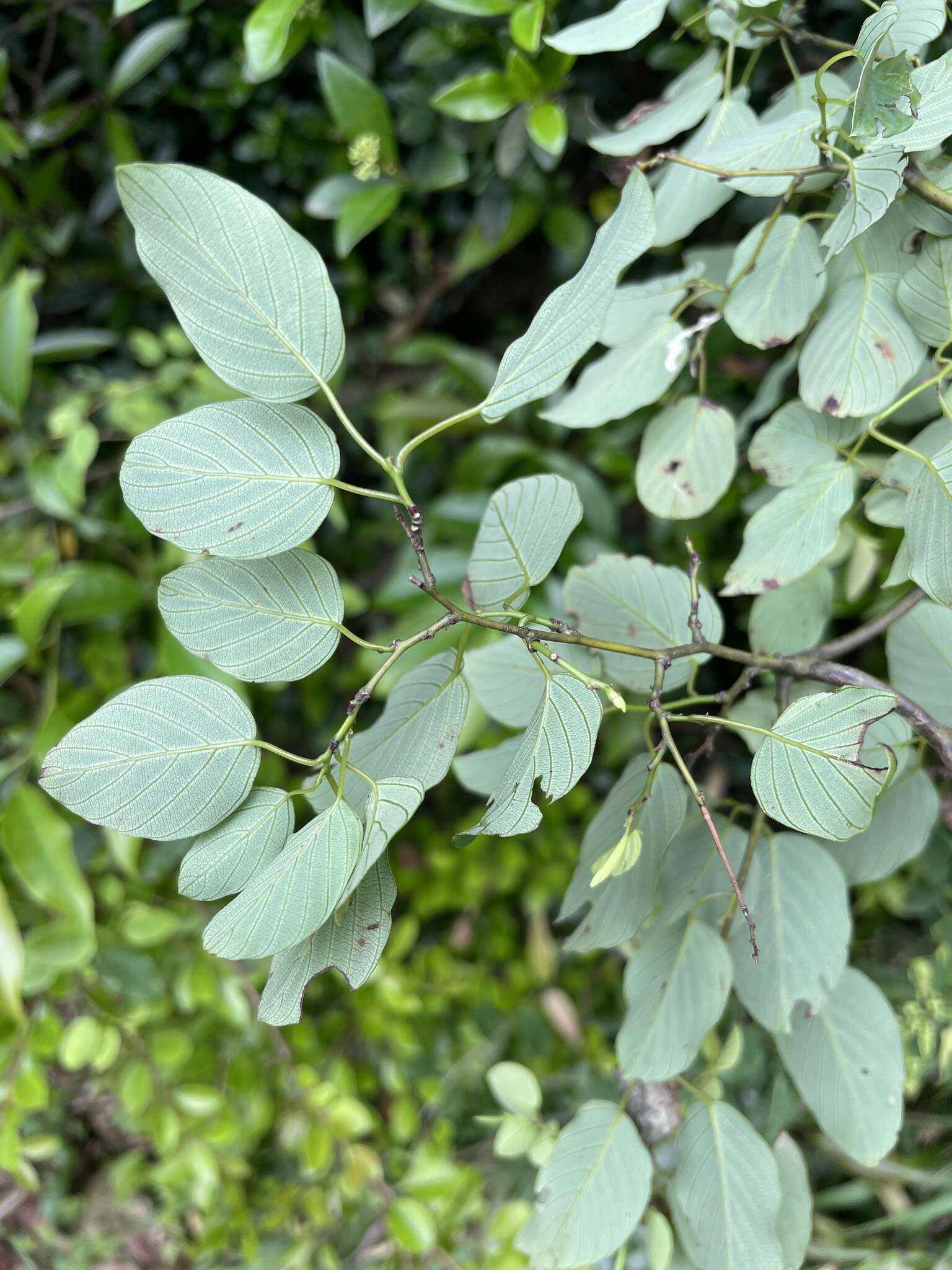 Image of Berchemia formosana C. K. Schneid.