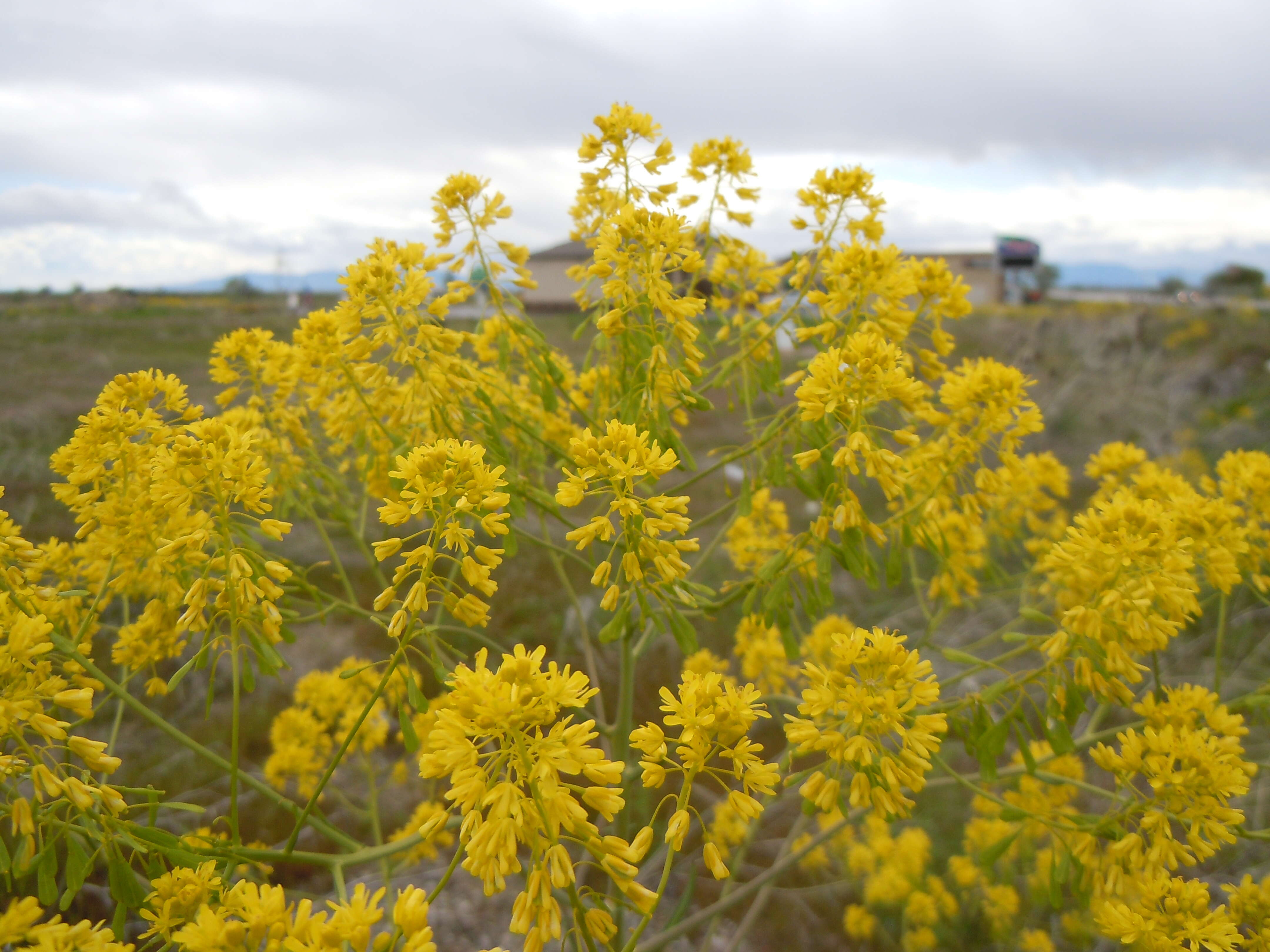 Image of woad