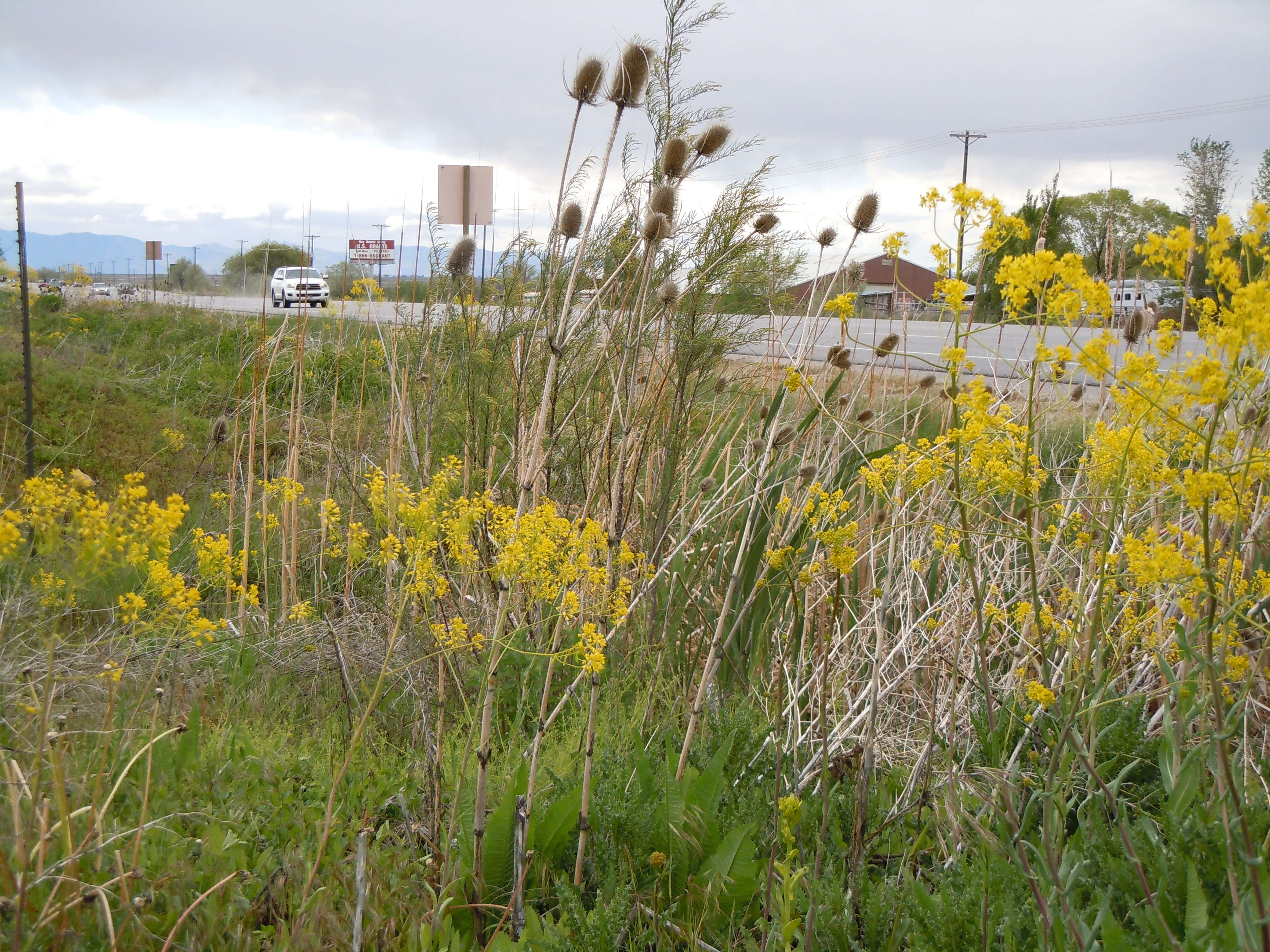 Image of woad