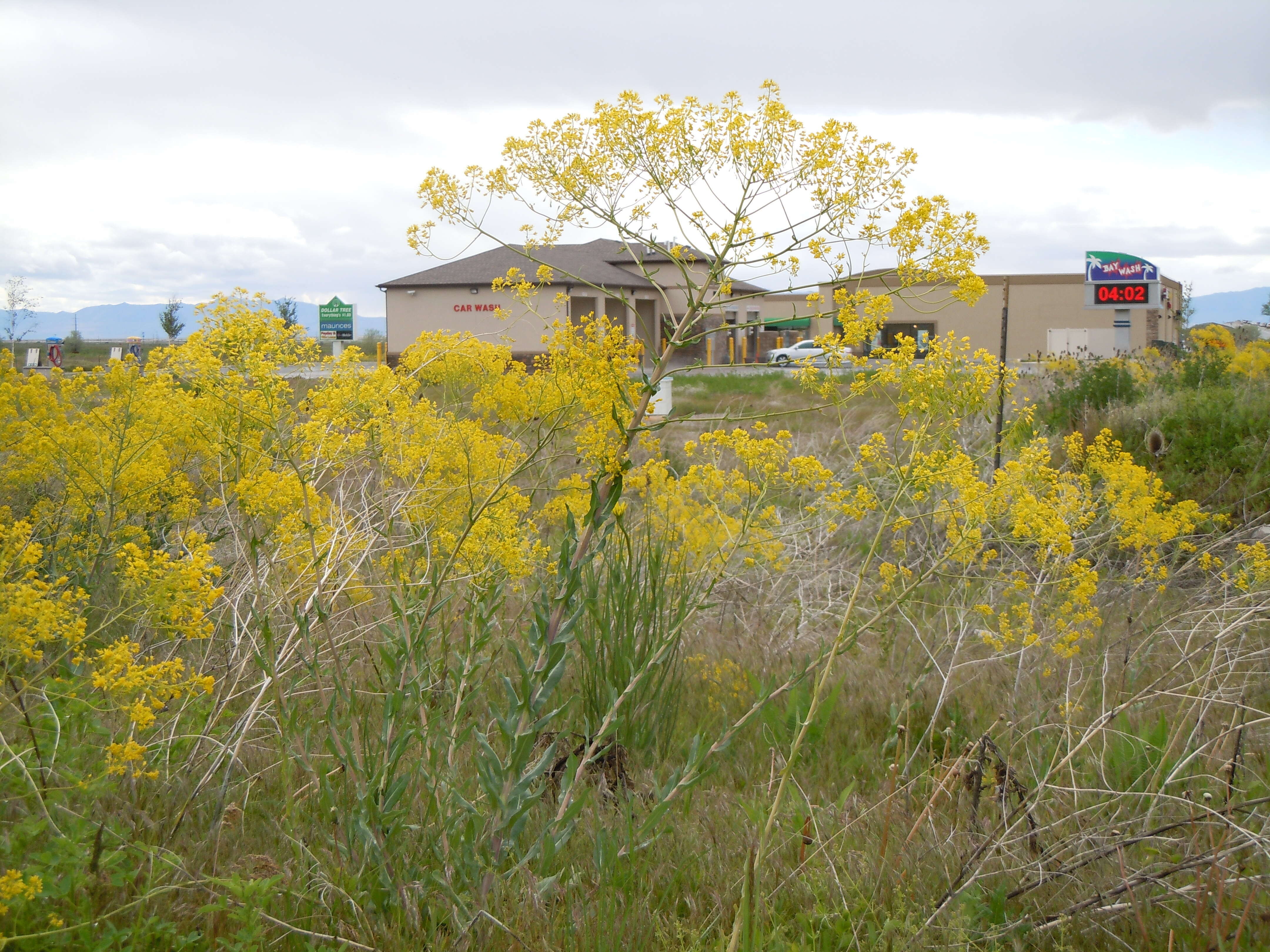 Image of woad