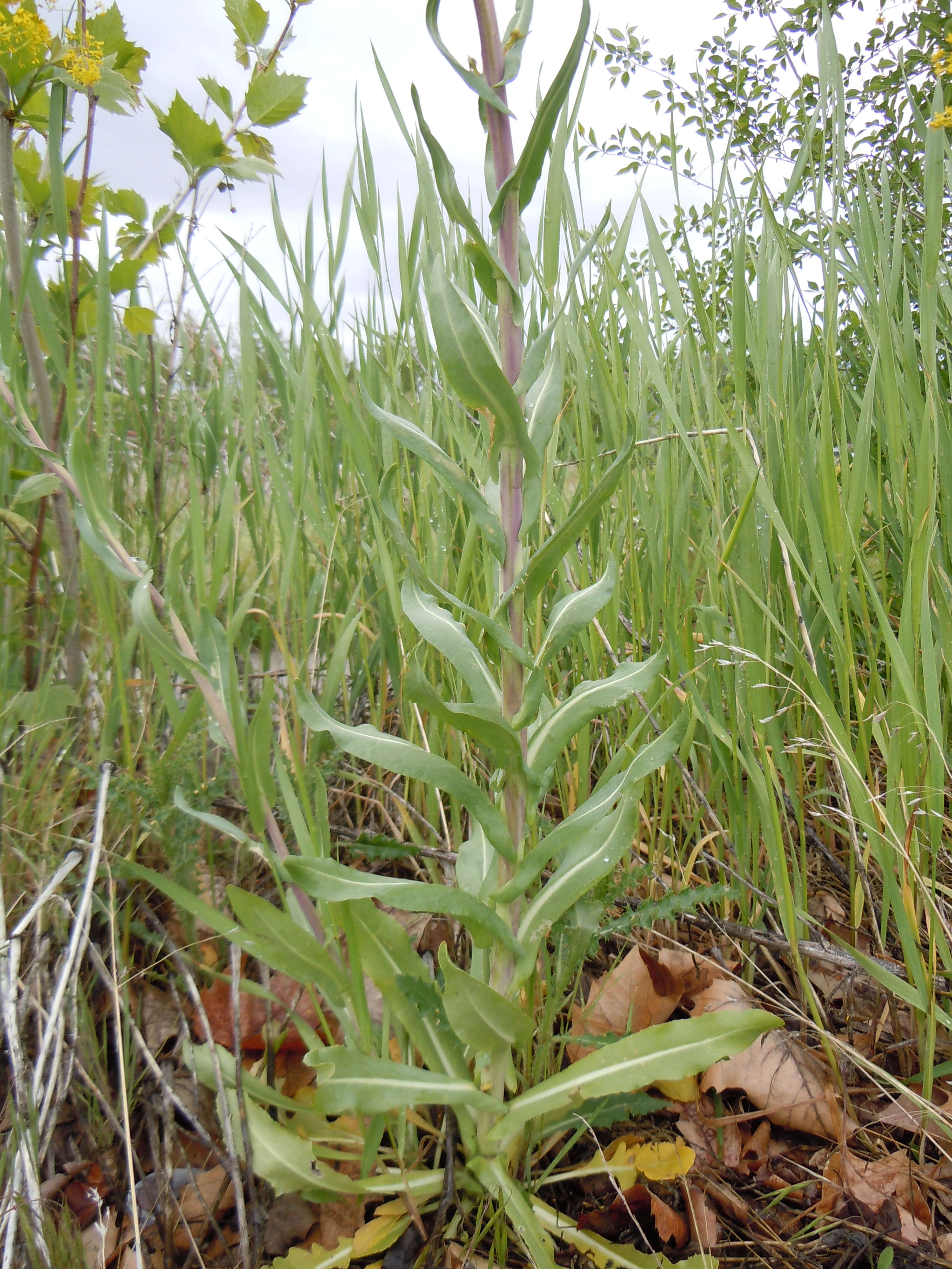 Image of woad