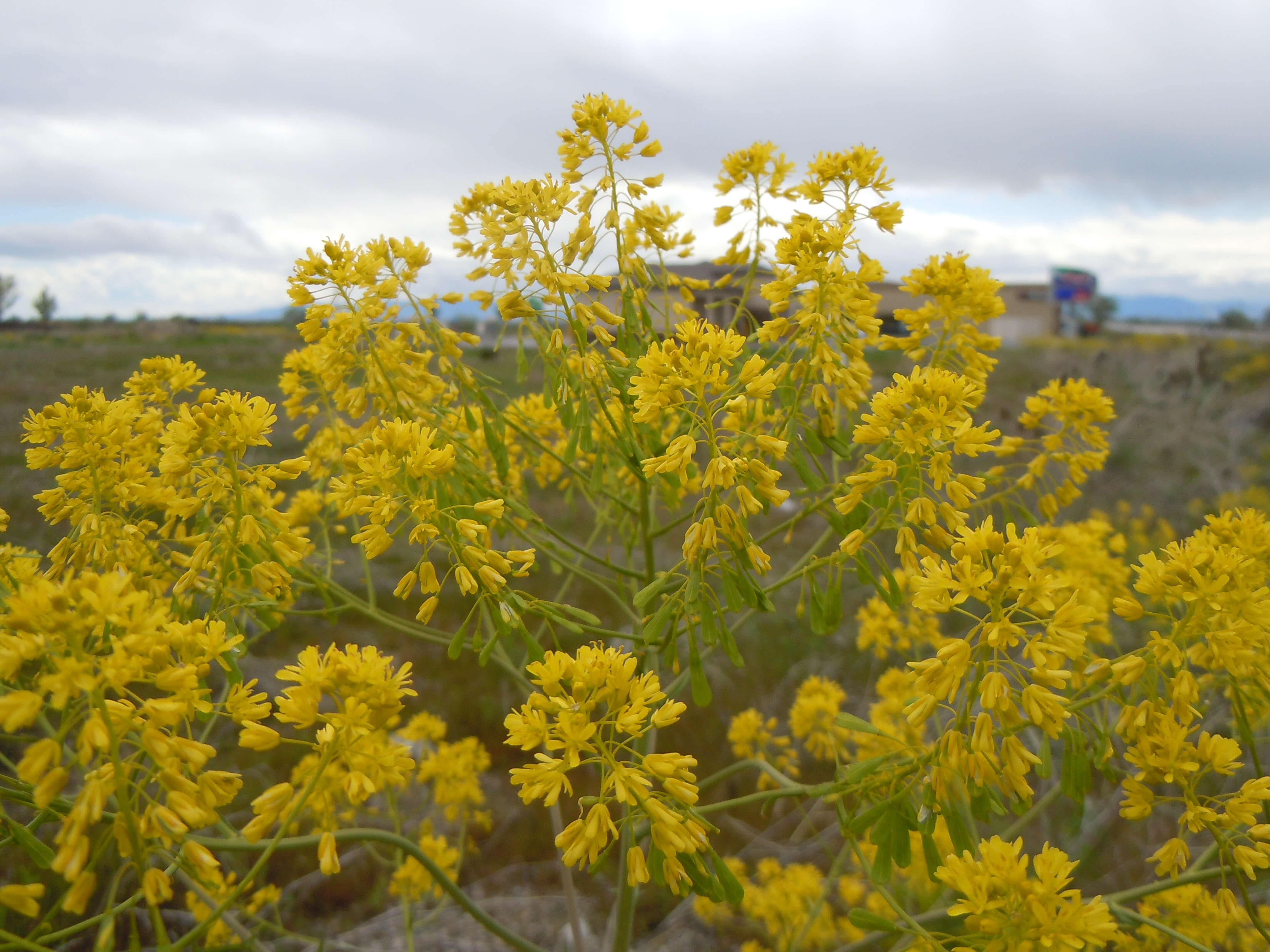 Image of woad