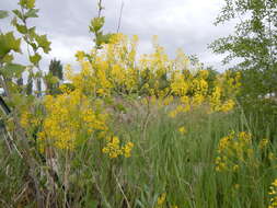 Image of woad