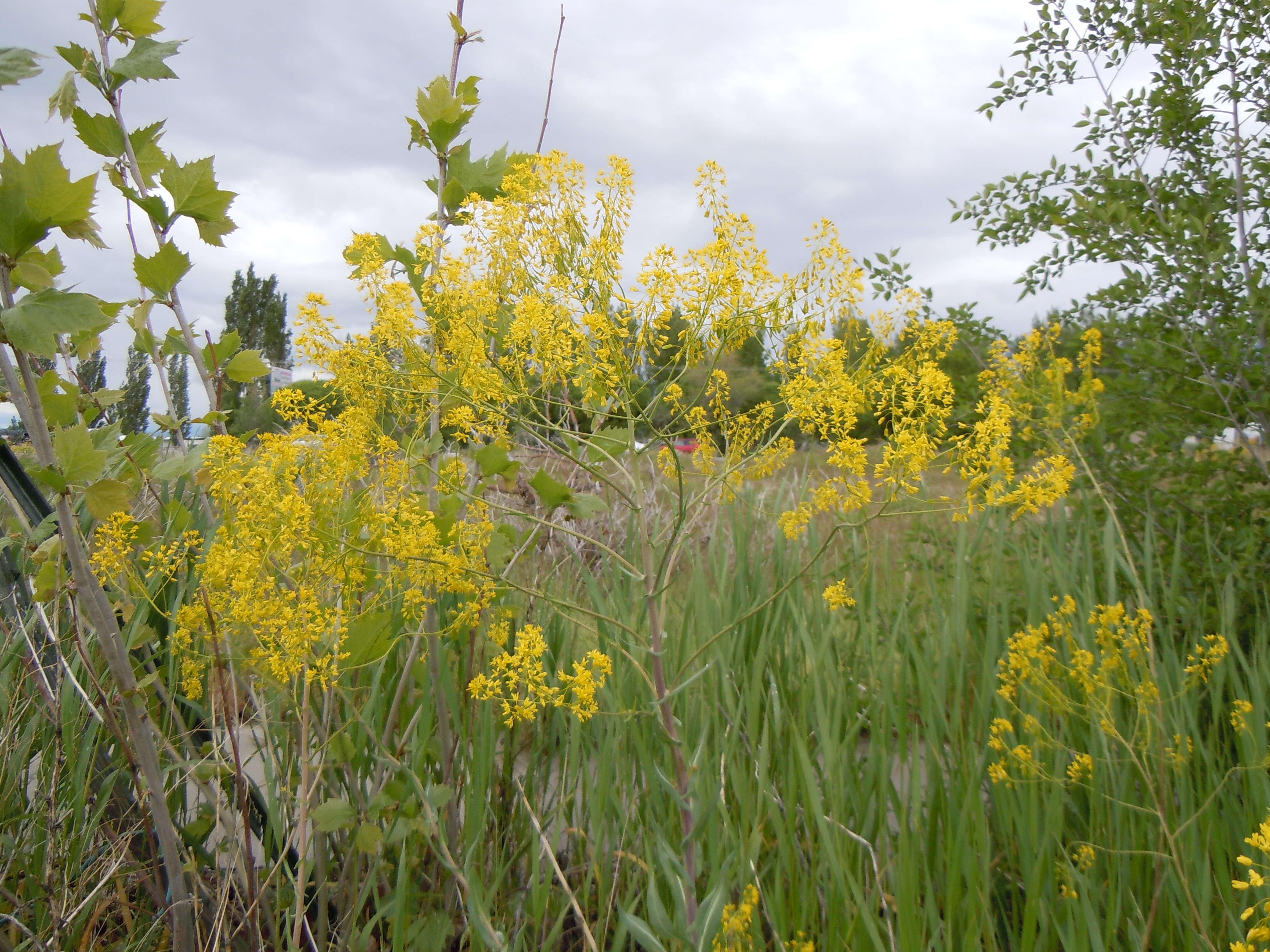 Image of woad