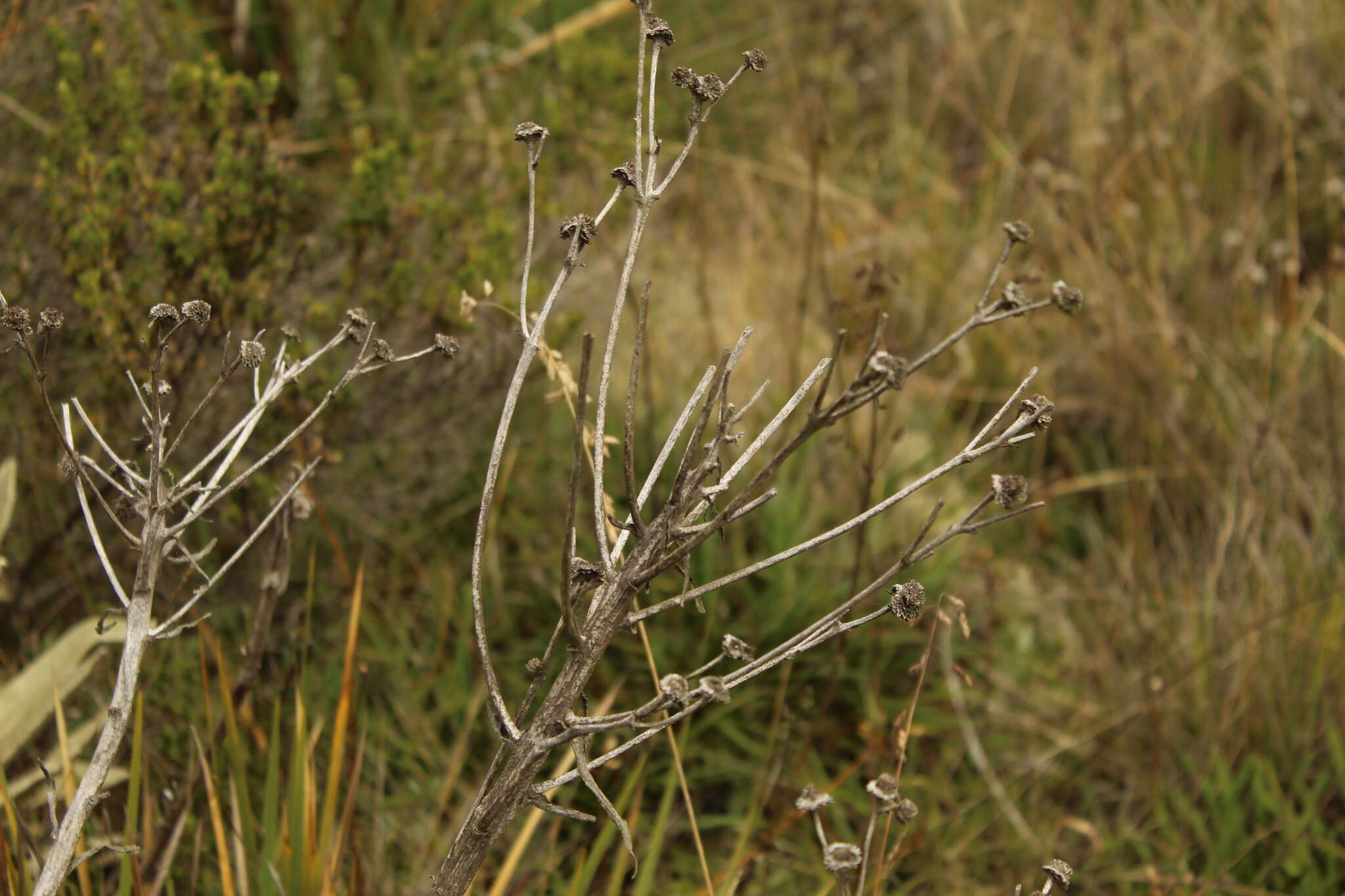 Image of Espeletiopsis muiska (Cuatrec.) Cuatrec.