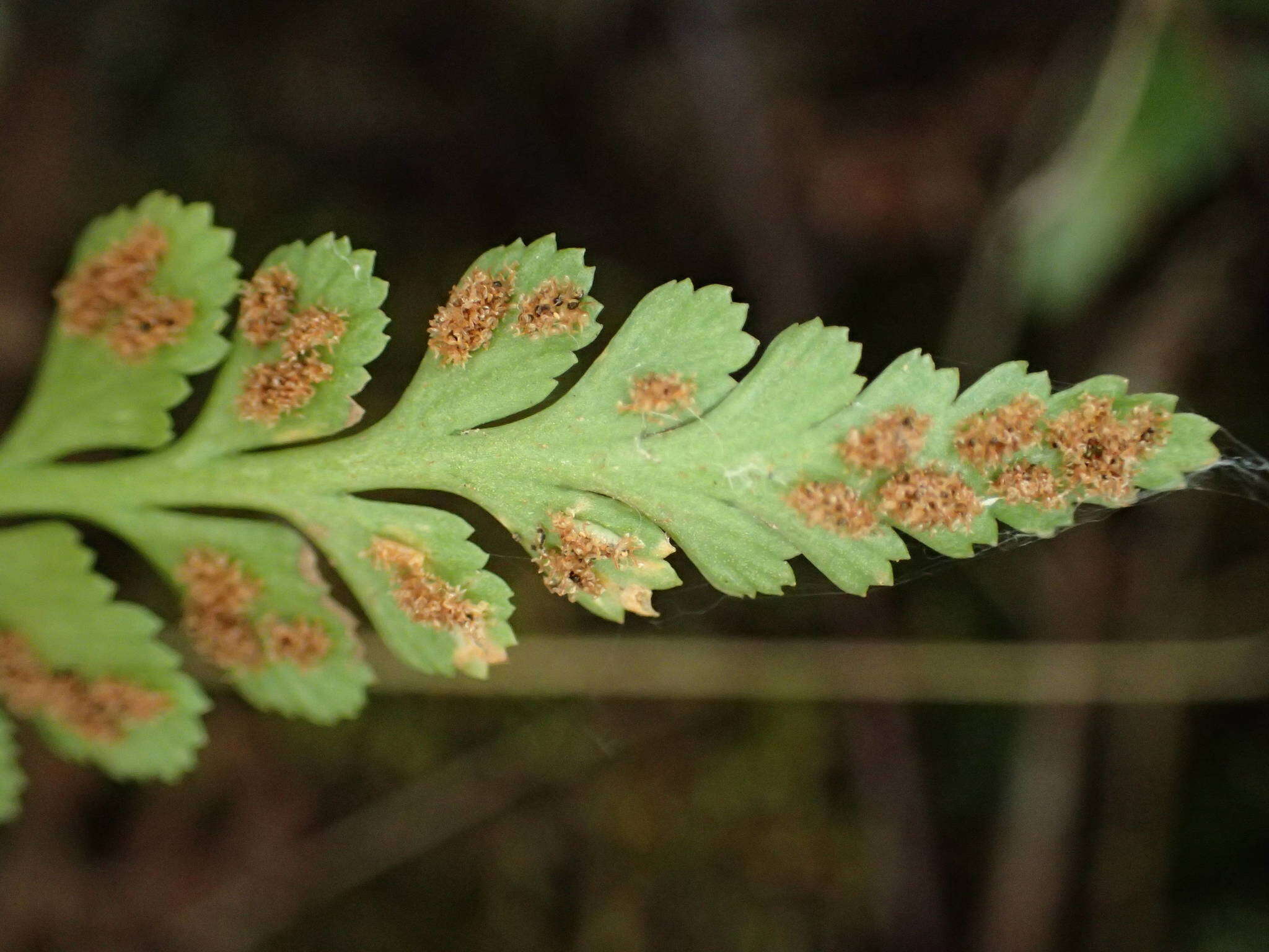 Asplenium adiantum-nigrum var. silesiacum (Milde) Viane & Reichst.的圖片