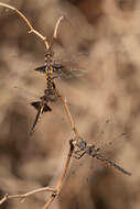 Image of Mantled Baskettail