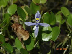 Image de Heteranthera rotundifolia (Kunth) Griseb.